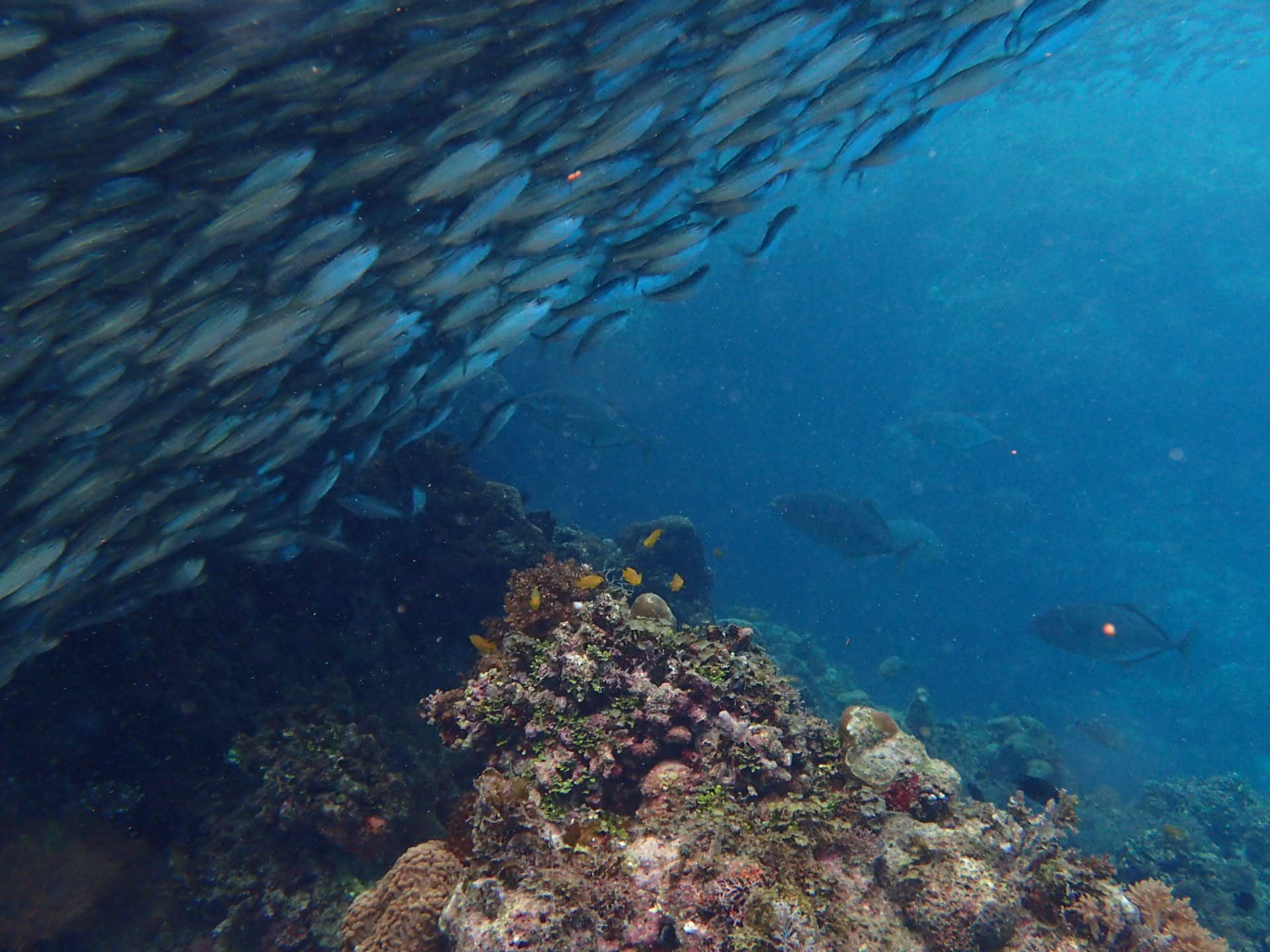 潛點介紹。菲律賓 薄荷島周邊潛點 Bohol Dive Site